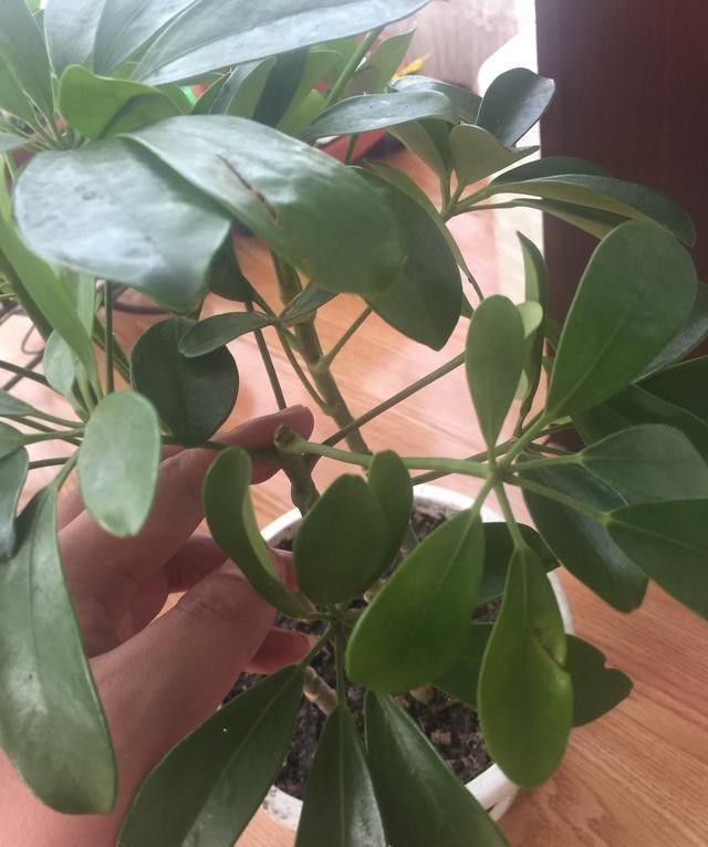 鸭掌木想要养得好修剪打顶少不了看看这个方法越剪越旺