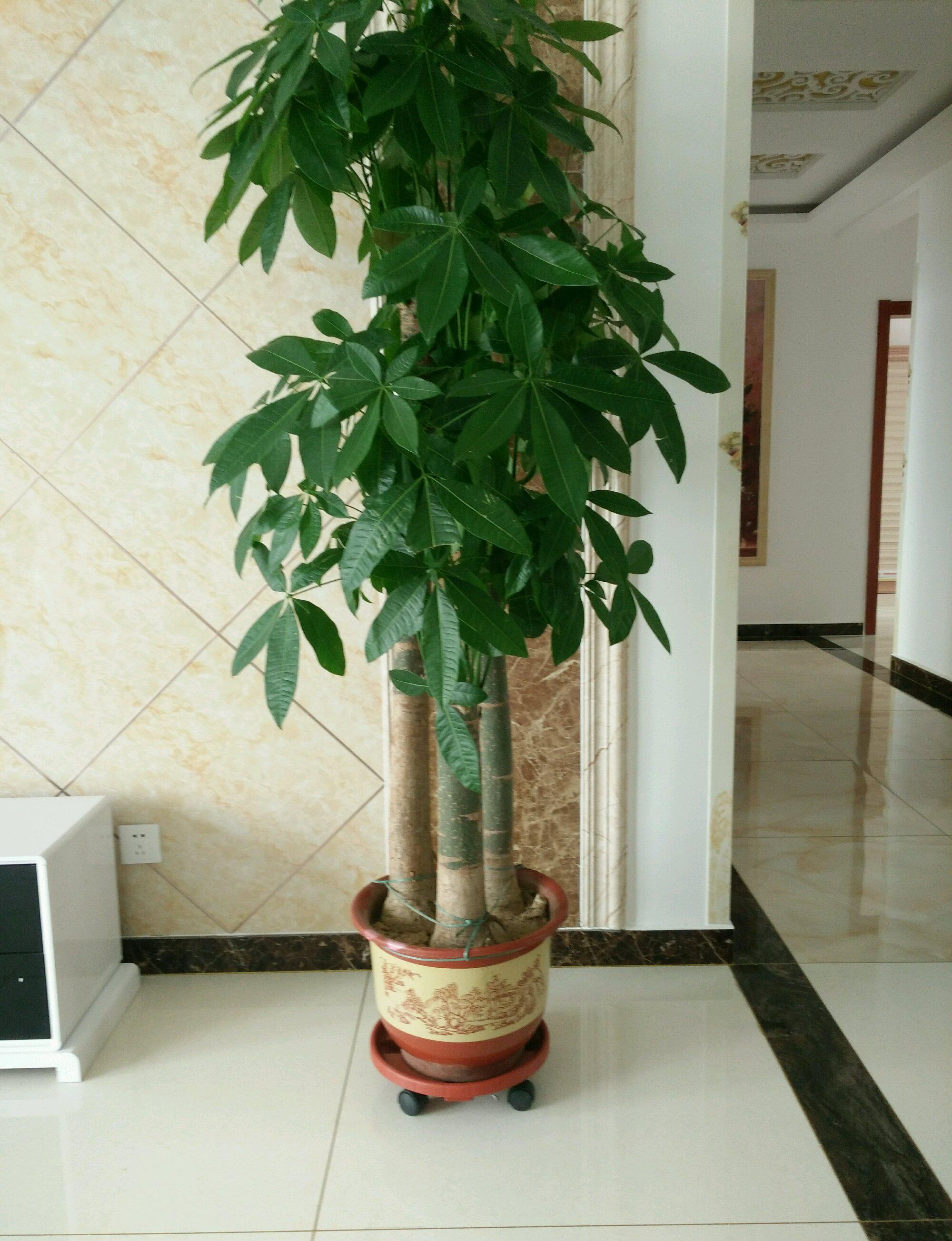 发财树怎么养家庭养法(发财树怎么养家庭养法视频)