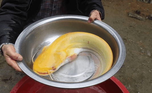 小伙钓到金黄色鲶鱼村民决定放生网上却出现争议