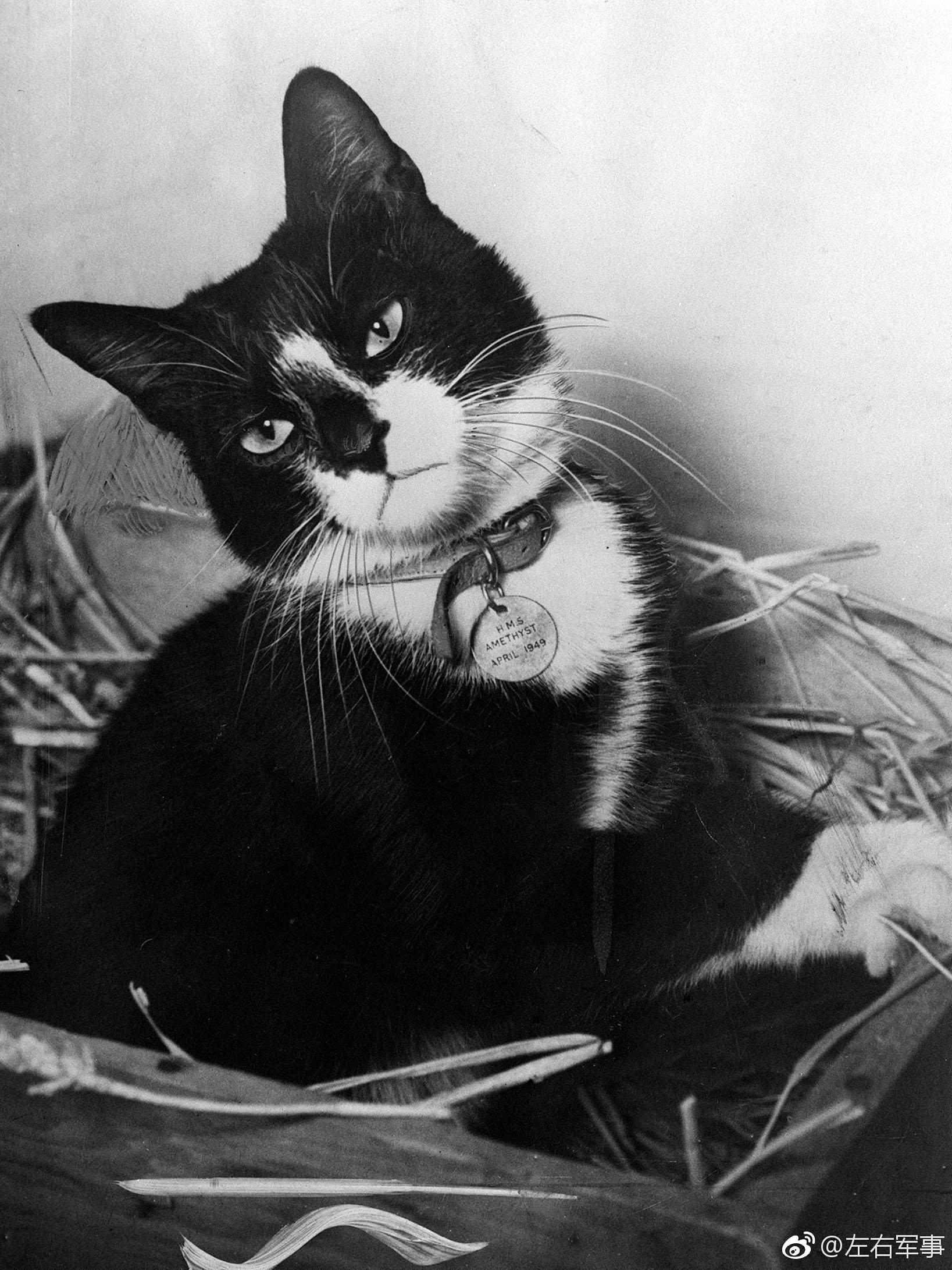 是一只在二次世界大战期间服役于纳粹德国海军与英国皇家海军的舰猫