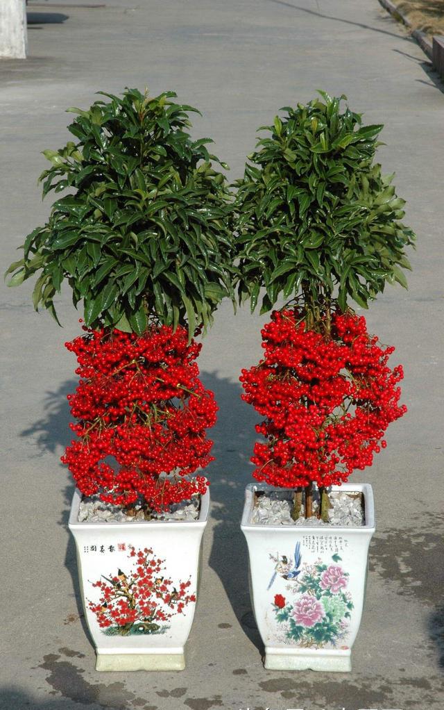 家里放盆"富贵子",年年进"黄金万两",养护简单,还可吸油烟