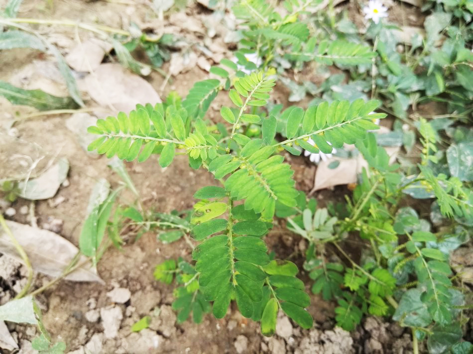 清肝明目,消积,平肝利胆,利水解毒的功效,为什么说叶下珠是"炎症"的好