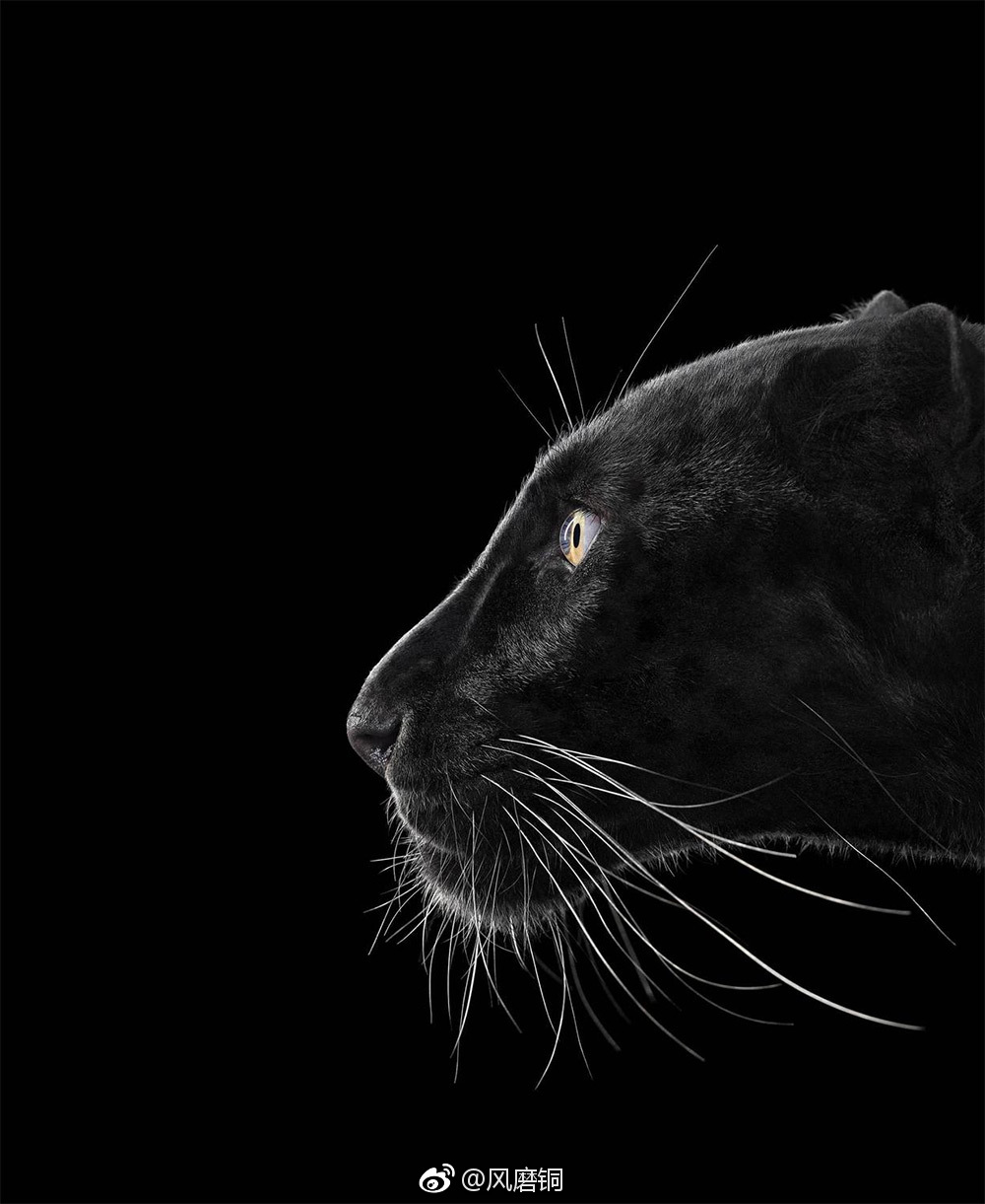 黑色背景下令人感觉庄严肃穆的动物brad wilson