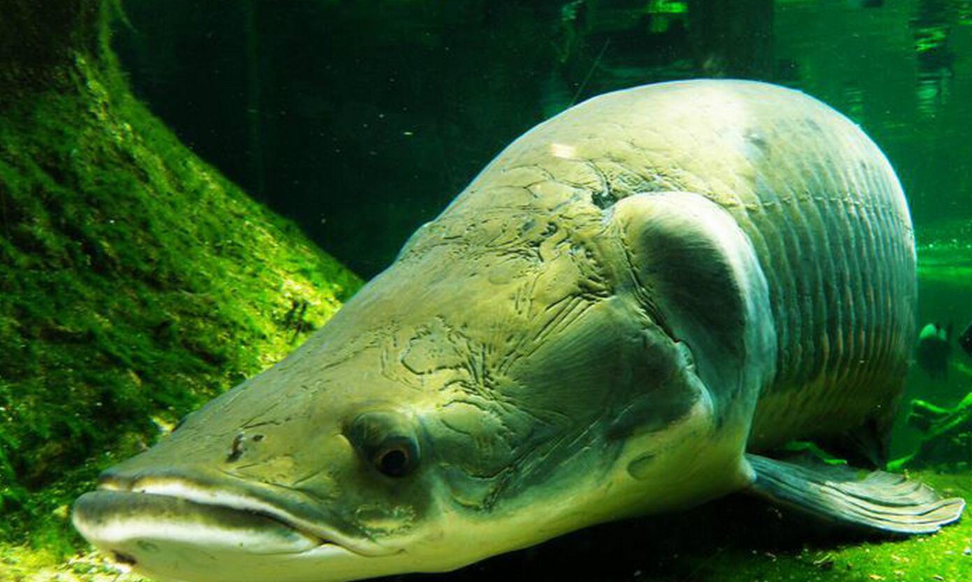 渔夫|巨骨舌鱼|身型_新浪新闻