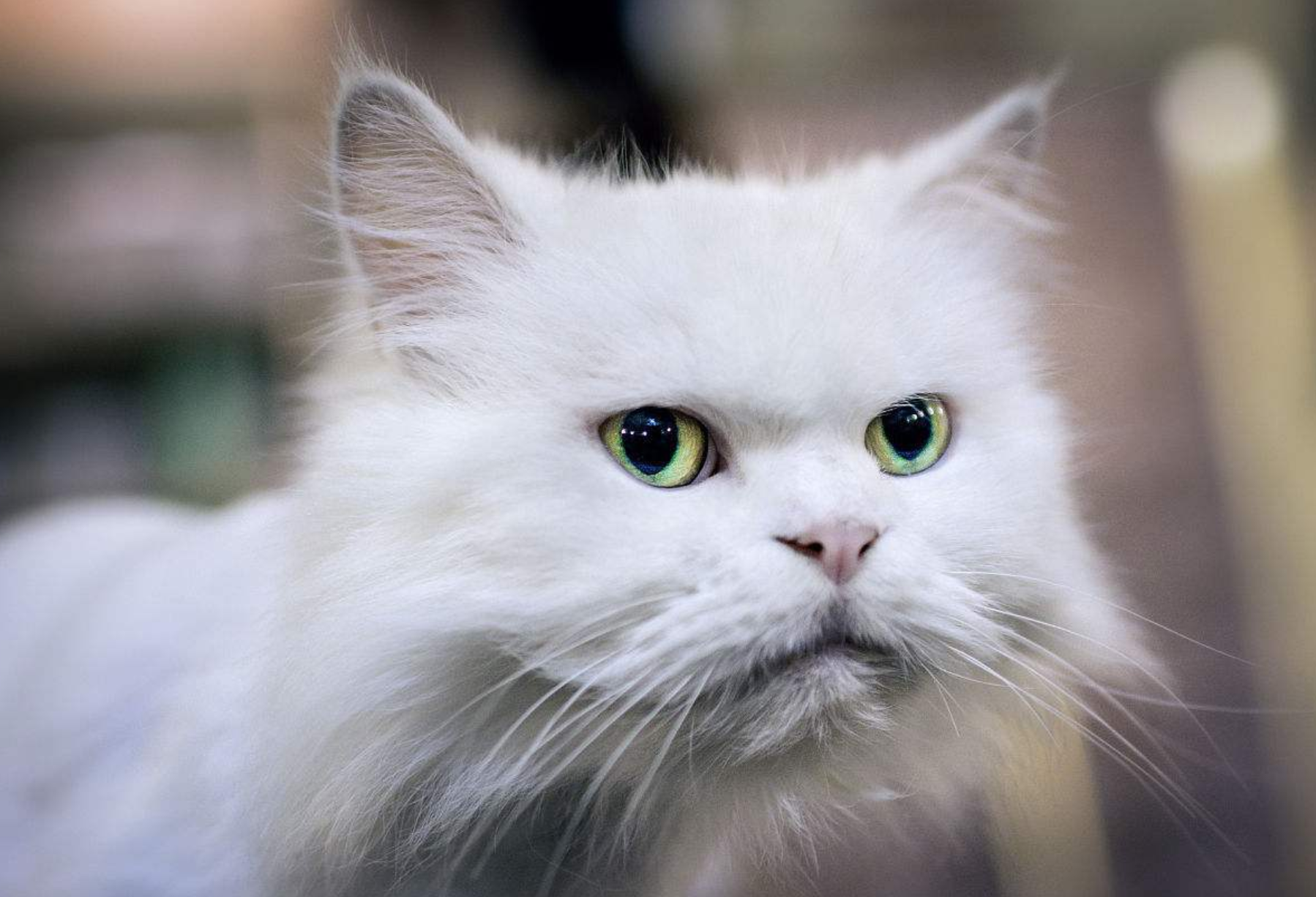 喵星人炸毛的样子可怕吗?主人:不可怕,反而有点可爱