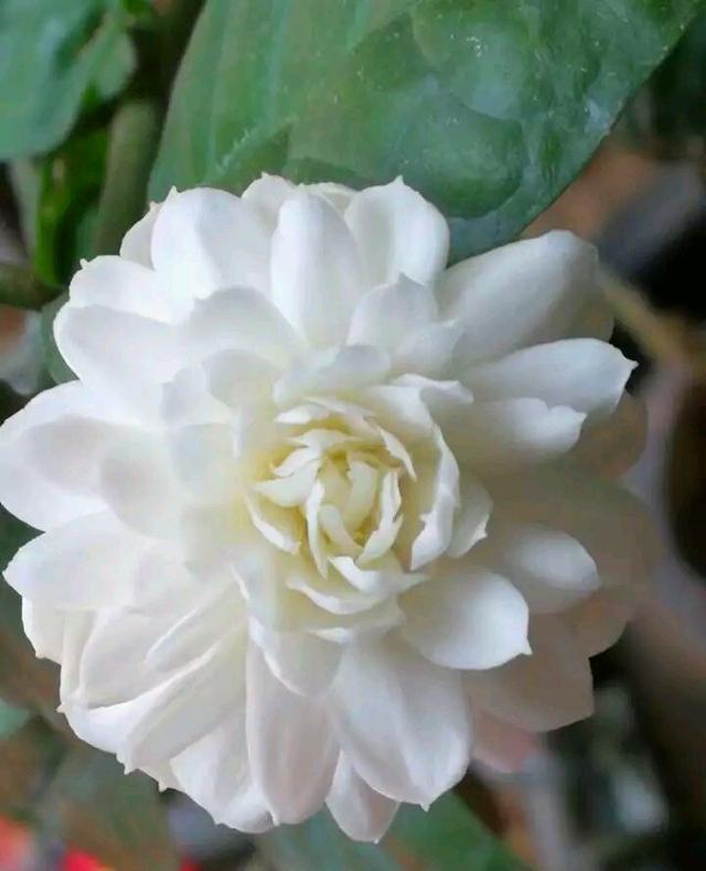 实现愿望也不难,只要你栽培了这种植物,很快就能实现了,名叫双瓣茉莉