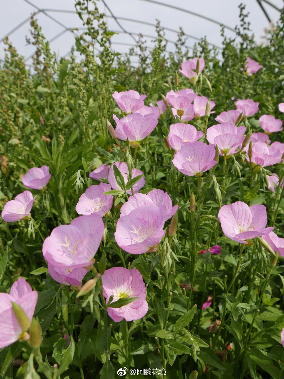 美丽月见草,排除蔓延,真的是一种完美的粉色多年生花境植物材料