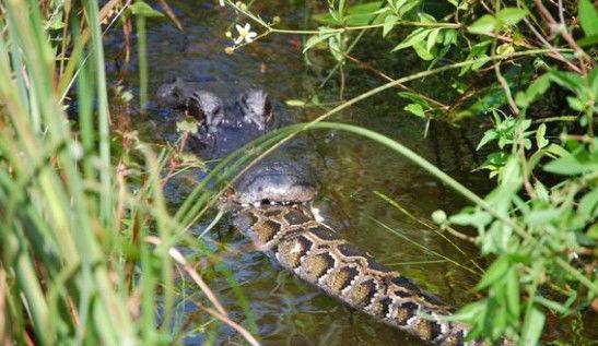 密河鳄吞食缅甸蟒.动物世界: 鳄鱼和巨蟒的厮杀瞬间,谁更高一筹?