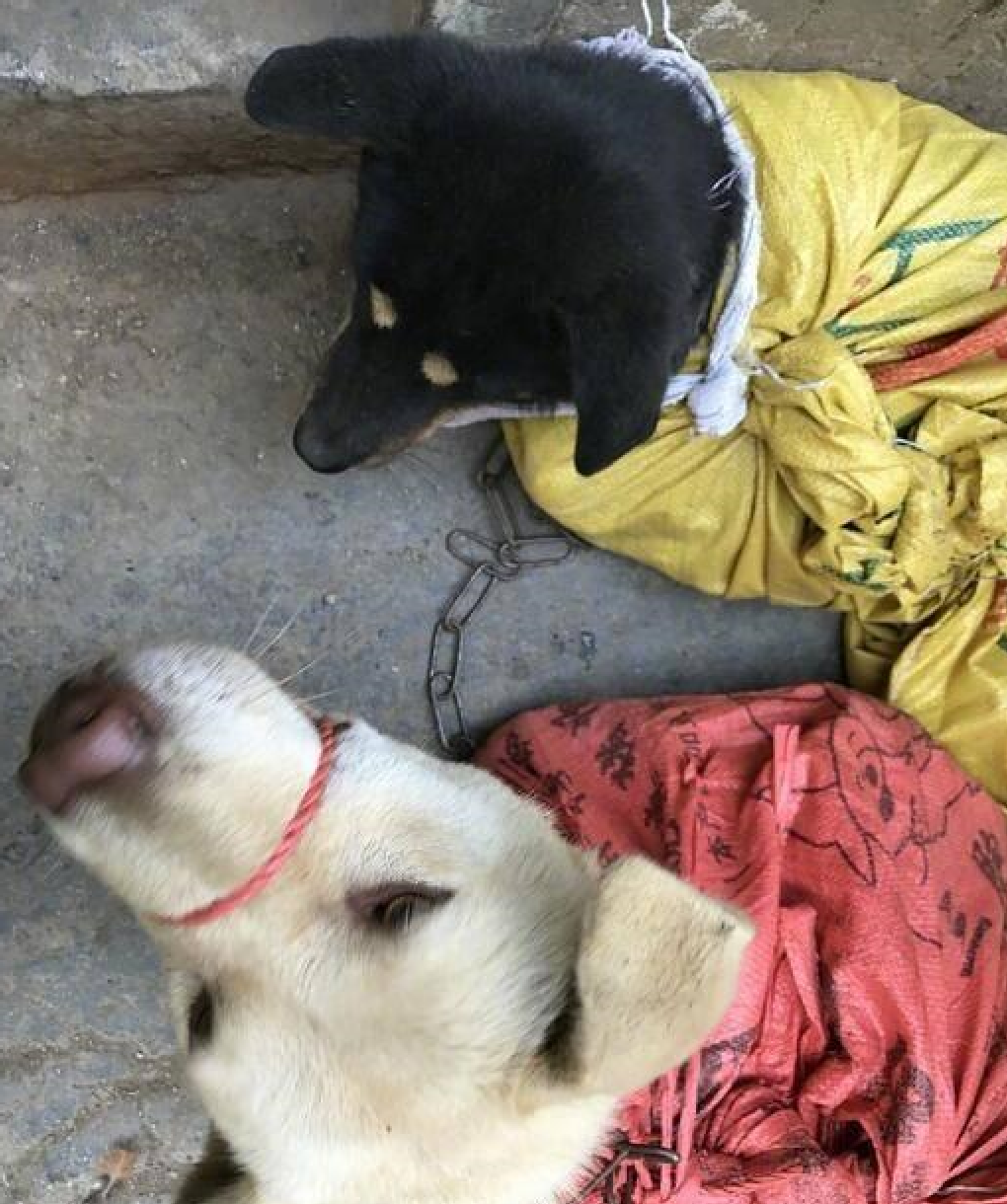 深入农村的卖狗市场,狗狗装麻袋中称斤卖,悲惨境况让人心酸