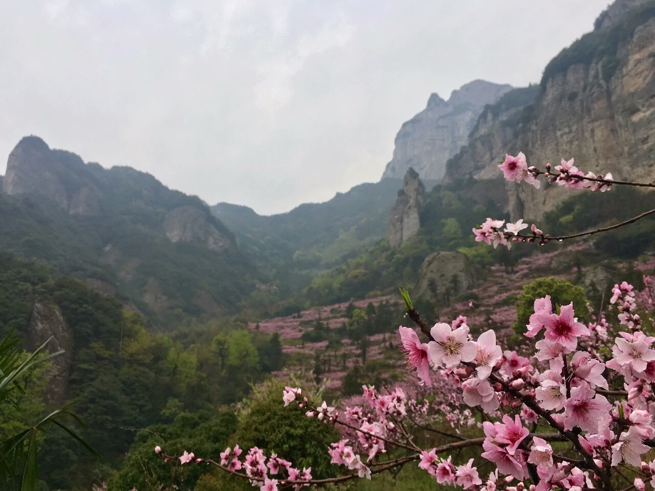 记写雁荡山花 新浪网