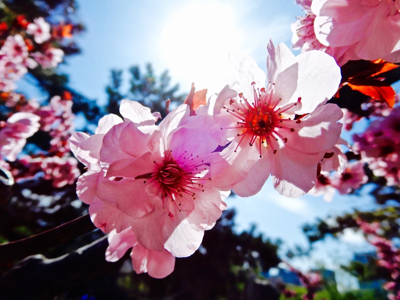 瑟图| 日坛公园花灿烂