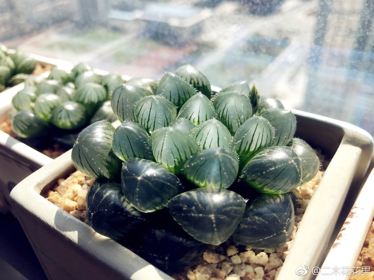 办公室养的玉露,巨大赤线先给小伙伴点个赞,改天偷偷顺走