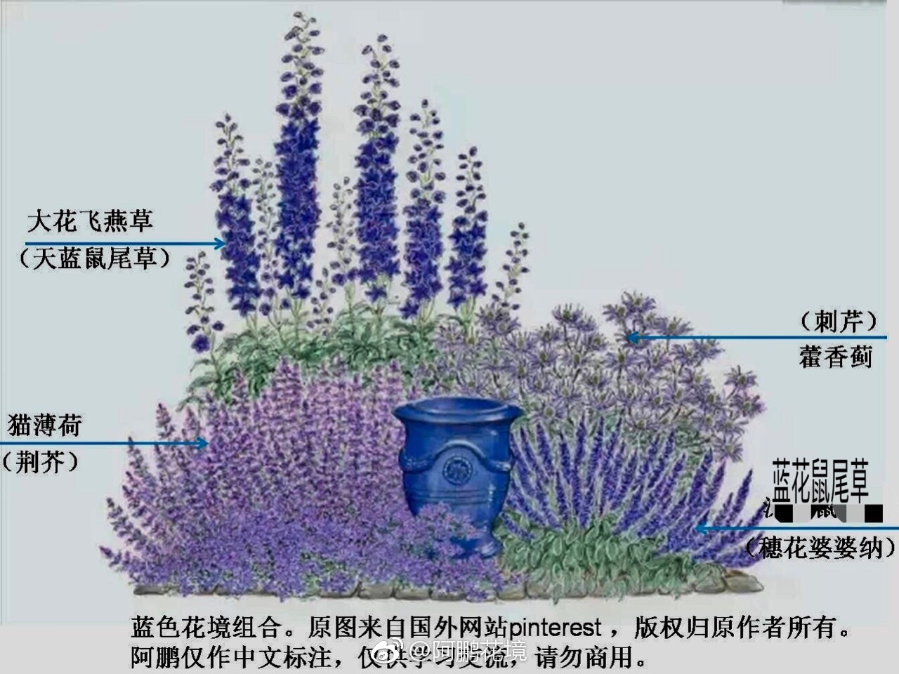 蓝色花境图文示例组合一组 喜欢请转发支持 蓝色花境图文示例组合一组 喜欢请转发支持