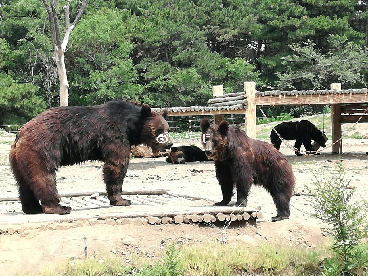 抚顺周边游沈阳森林动物园