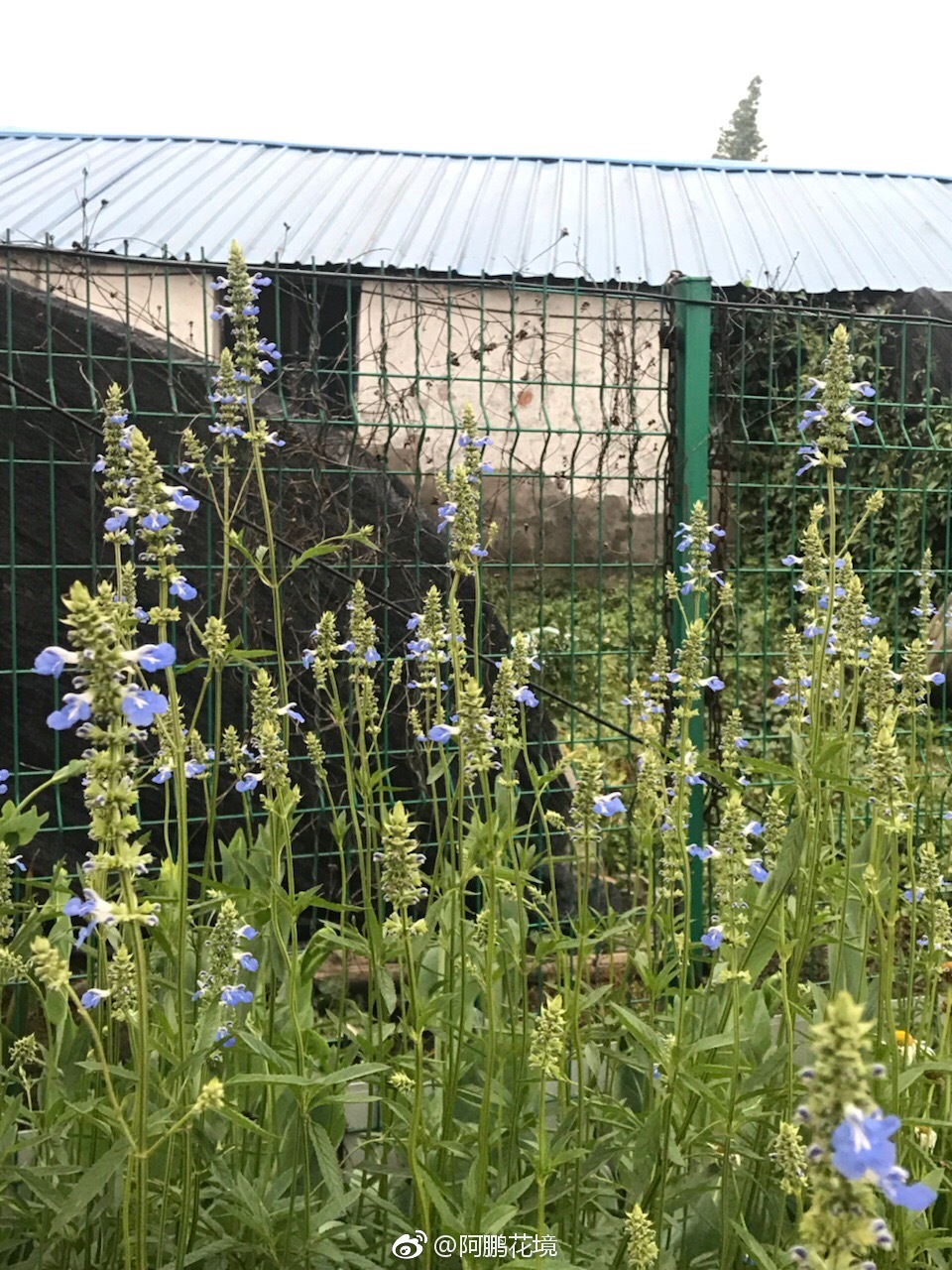 蓝色花境图文示例组合一组 喜欢请转发支持 蓝色花境图文示例组合一组 喜欢请转发支持