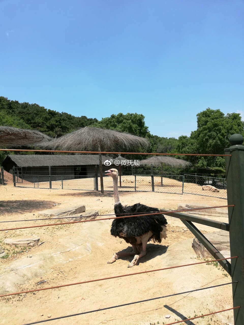 抚顺周边游沈阳森林动物园