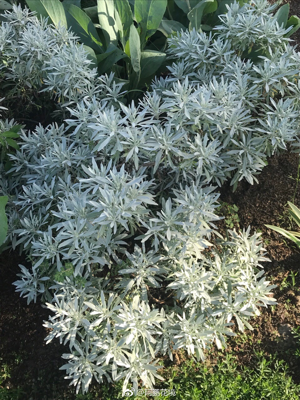 芙蓉菊和蒲棒菊银灰色叶子和蓝绿色叶子近似渐变色