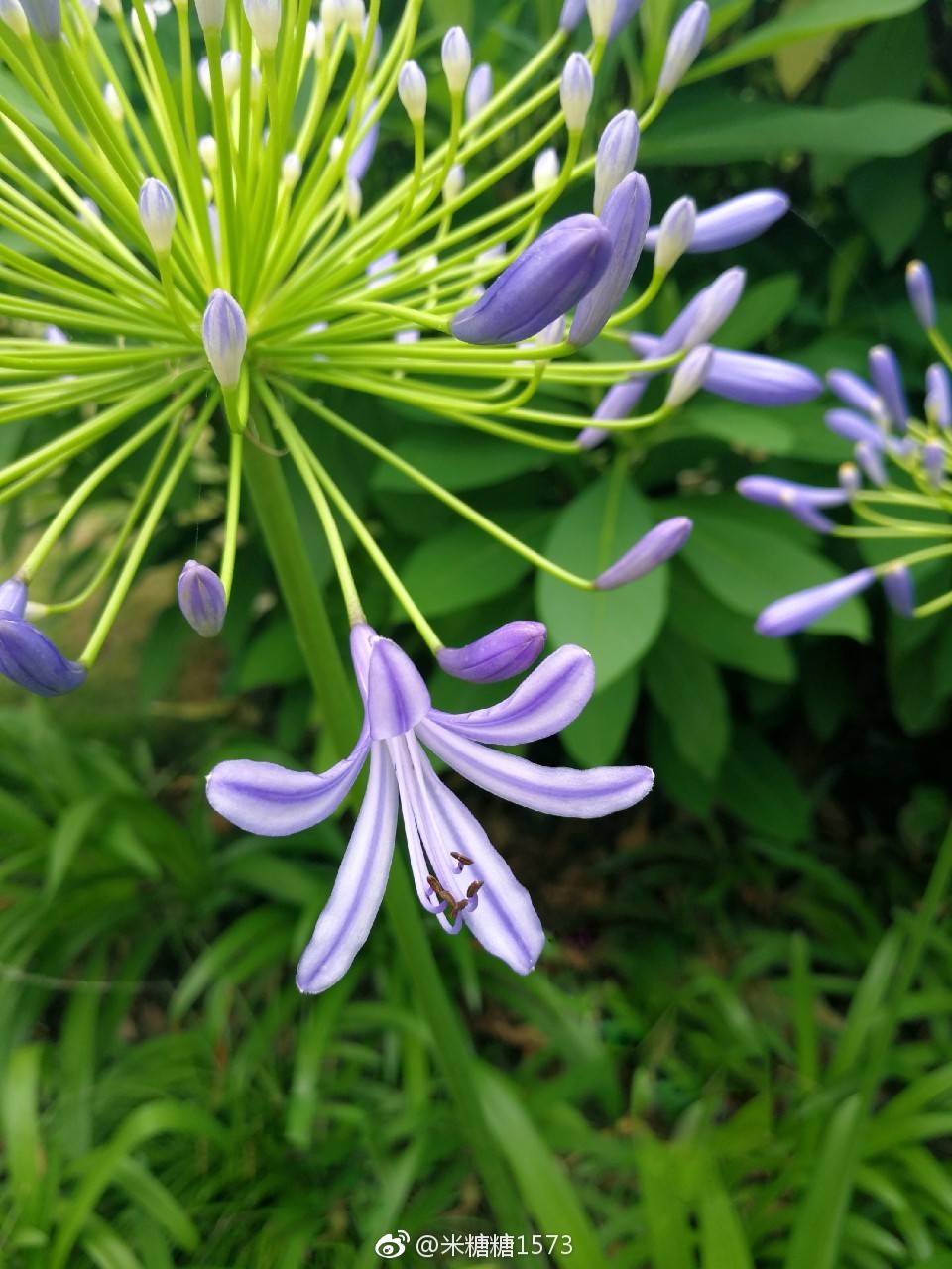 爱情之花-百子莲