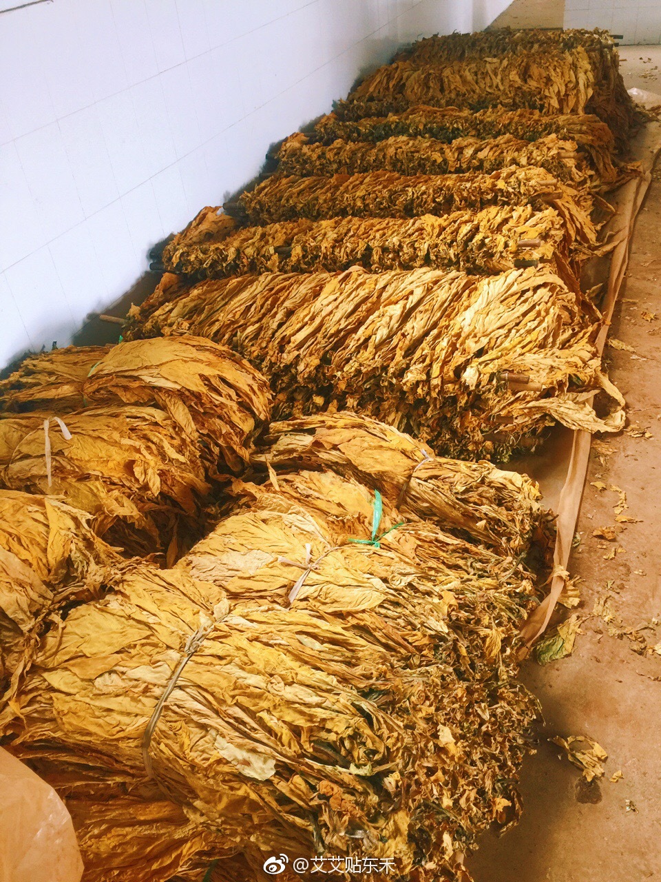 看看我们烤烟大户的烟叶,香味浓郁云南玉溪烟草之乡