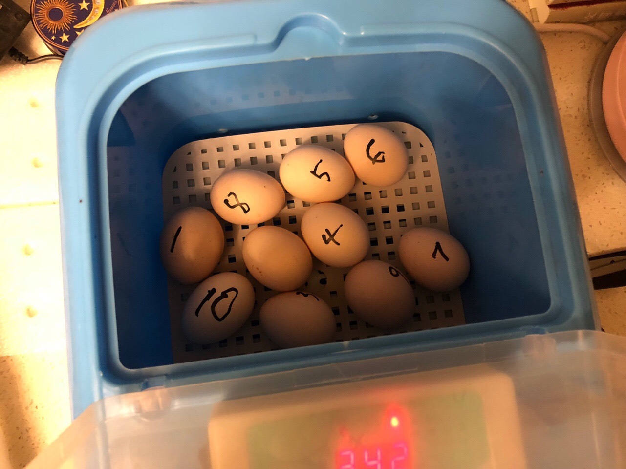 孵化10天的鸡蛋图片图片