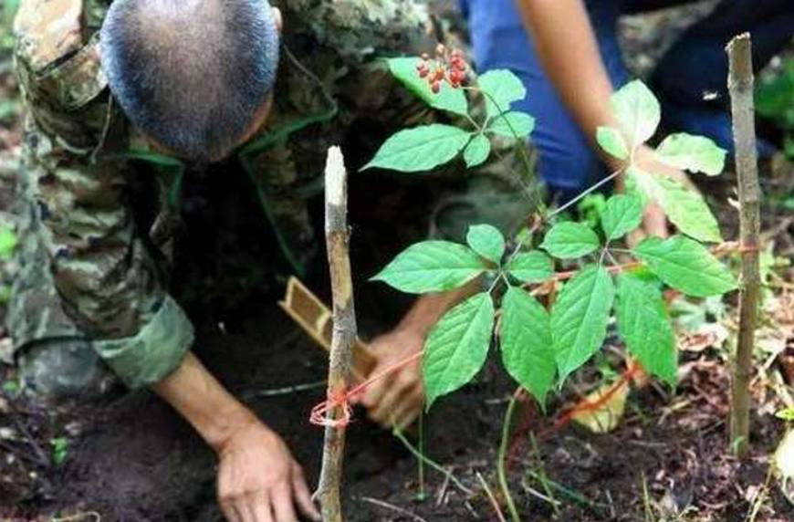 药农原来是这样采人参的,挖之前要先跪拜,真是让人大跌眼镜