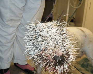 豪猪|平头|狗狗_新浪网