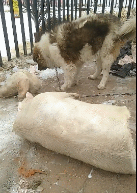 狗狗独食200斤的猪,主人太奢侈,被网友疑为假猪肉!