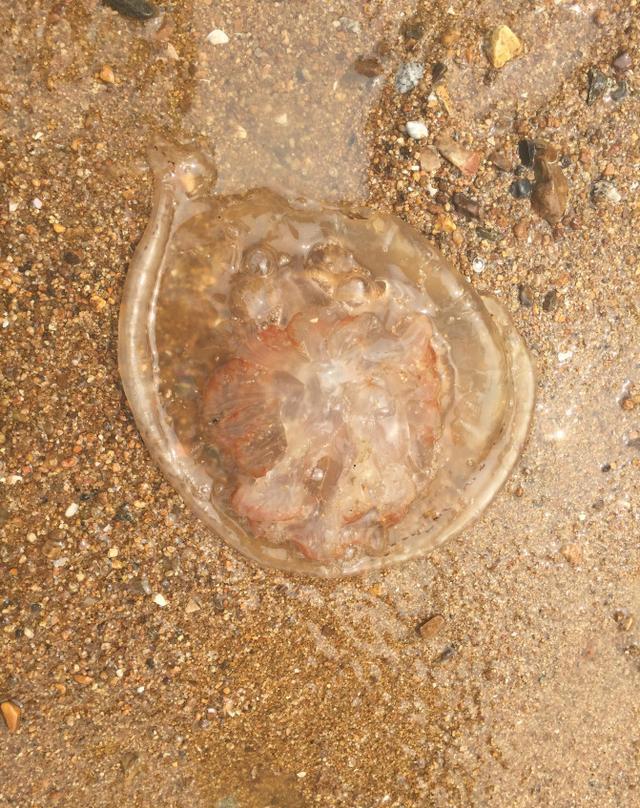 海蜇?水蛰?傻傻分不清.桶中水里的就是海蜇?水蛰?