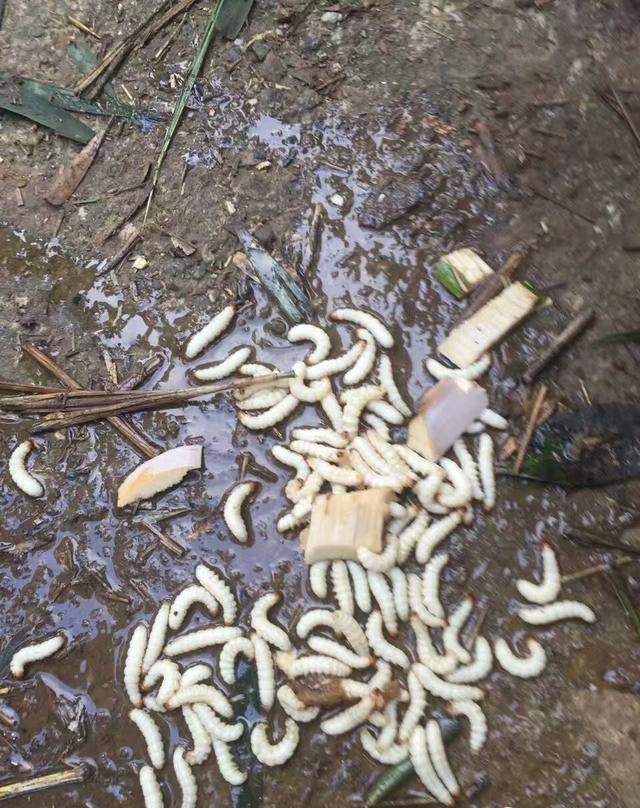 这是当地人最好的下酒菜,香香脆脆.