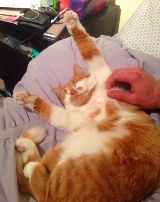 向宠物禁忌领域进军摸摸它们的小肚子满足到变形