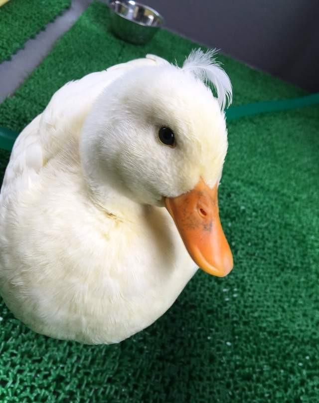 网友勤晒家中鸭鸭萌照,粉丝表示以后都吃不下肉了