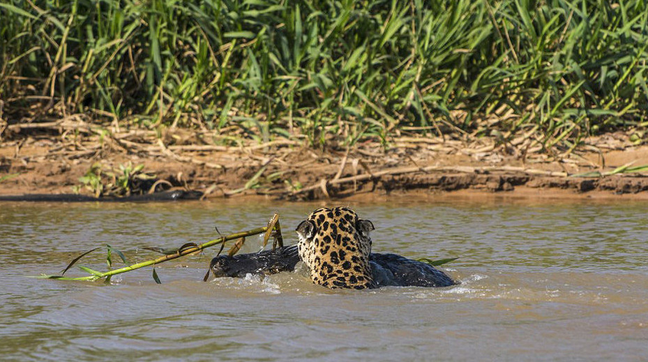 美洲豹捕杀鳄鱼:干净利落!