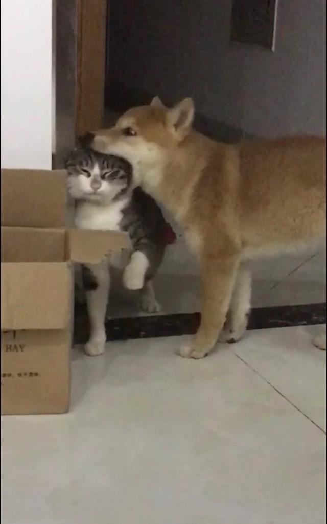 这是我见过最善良的猫了,狗子一大口吞了猫头:给你一个大么么哒