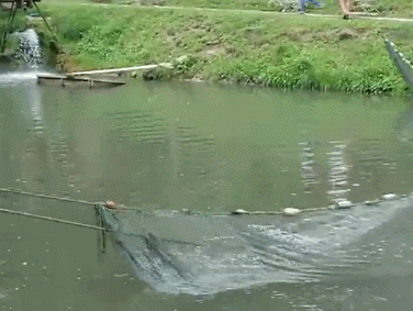 不管是在城市还是农村生活,都应该有见过别人拉网/撒网捕鱼的吧?