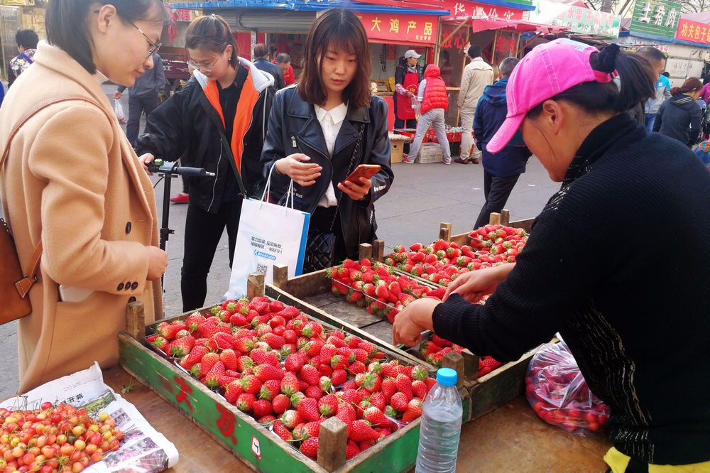 春末水果丰富 露天草莓4元一斤 大棚樱桃40元一斤 便宜的销售好