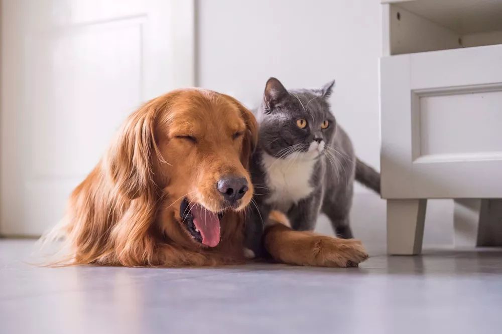 刚开始养宠物,很多人都不知道的小知识,看你知道几个?|宠物|狗狗|食物