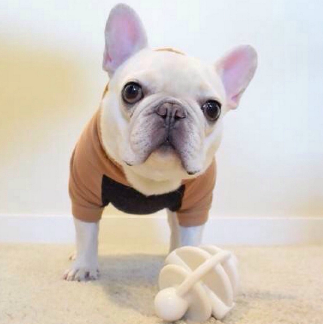 网友:有!斗牛犬了解一下