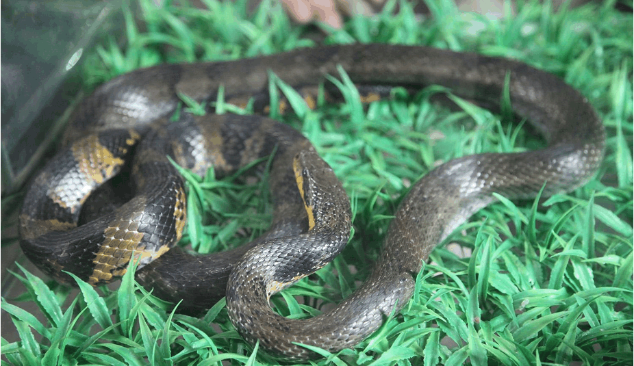 这条黑蛇外表看着挺吓人, 但性格温和, 喜欢吃鸟类和鸟蛋