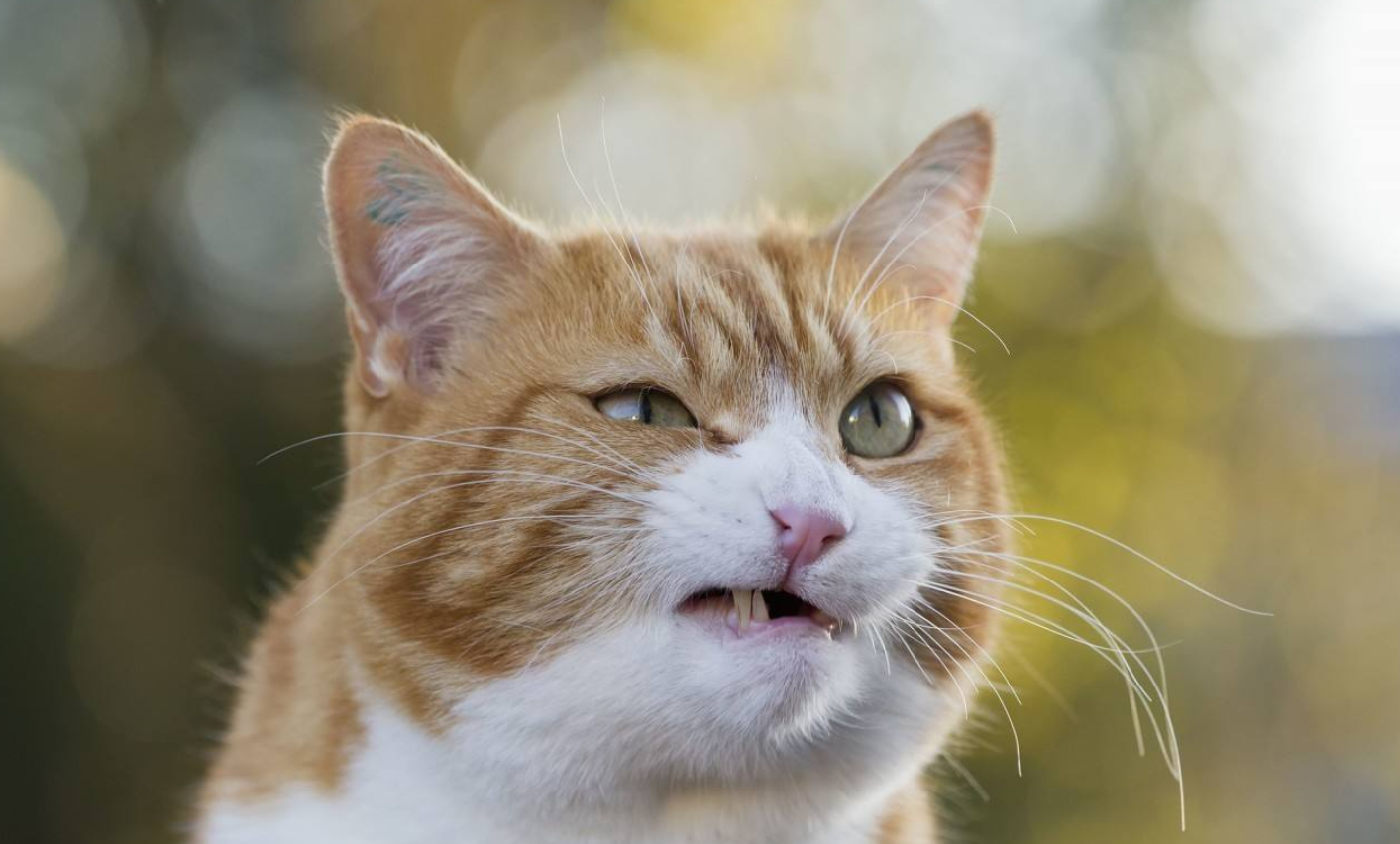 喵星人炸毛的样子可怕吗?主人:不可怕,反而有点可爱