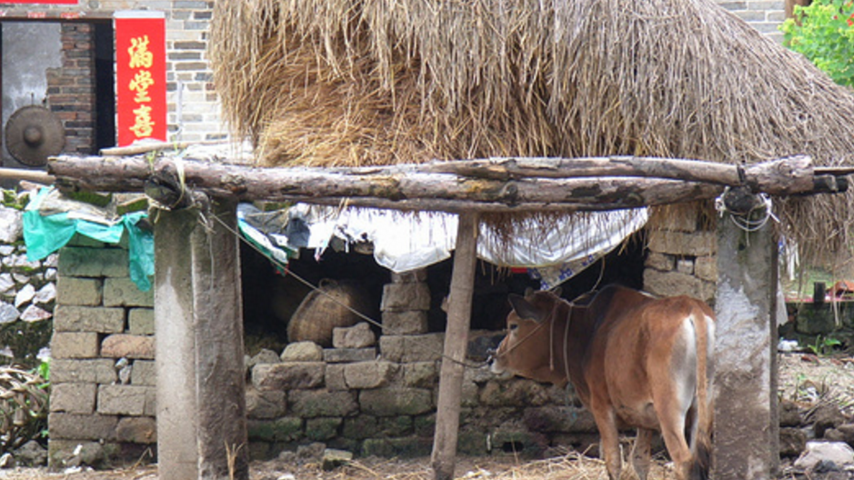 农家牛棚忽然倒塌,露出漆黑大洞,洞中宝物引发群全村村民争抢