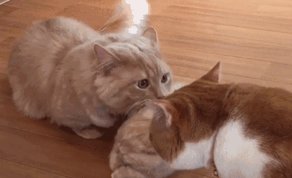 416_254gif 动态图 动图