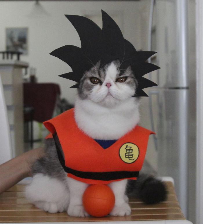 超萌coser猫 29个角色扮演 看你认出几个