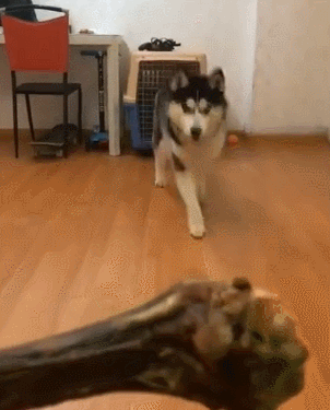 302_375竖版 竖屏gif 动态图 动图