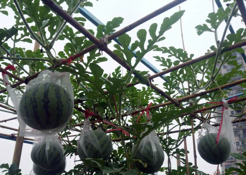 搭个架子种西瓜,3平米的地方让你一个夏天不用买西瓜_新浪看点