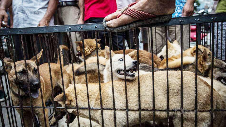 那些去农村偷狗的人,被抓住后是什么下场?你见过吗?