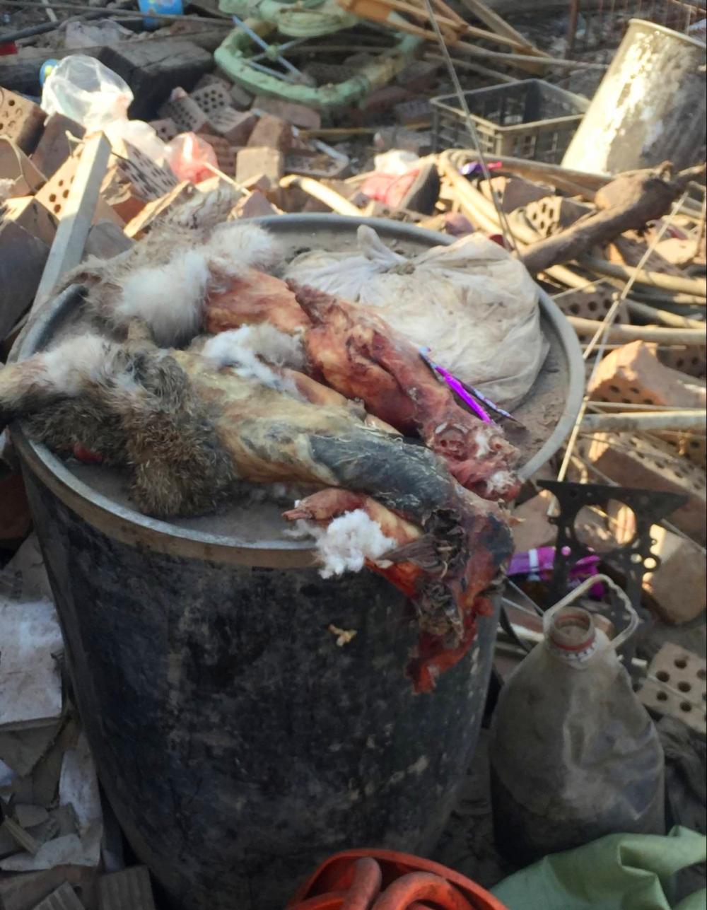 镜头下真实的屠狗场, 一天三百只狗遇害, 人性的反思