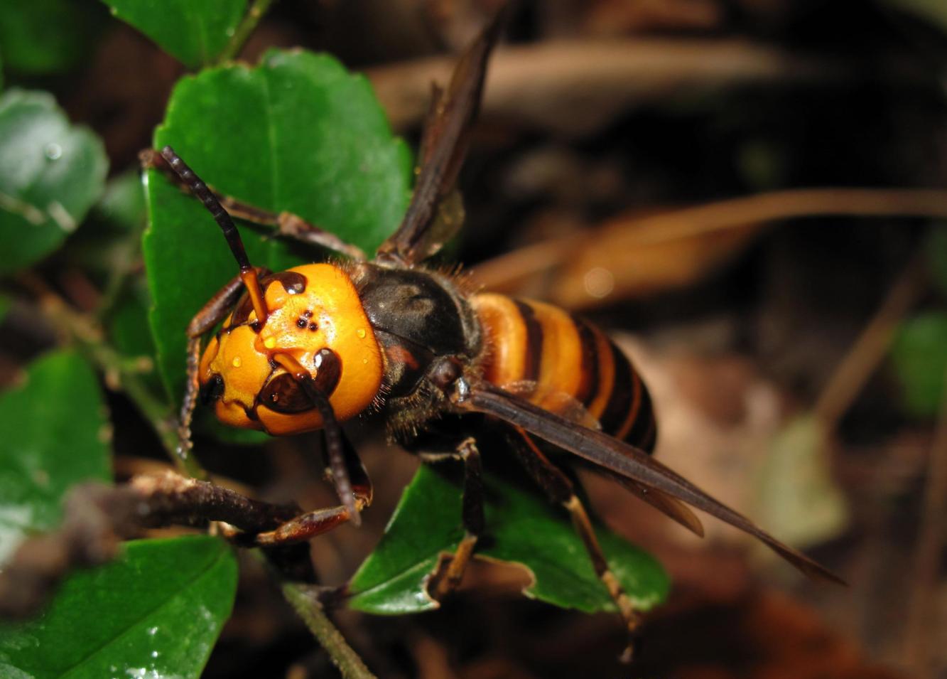 在欧洲肆虐, 中国大虎头蜂成生态入侵, 你在日常见过吗?