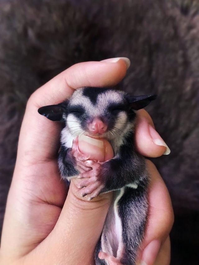 最近特别火的迷你宠物,和太q太可爱了,任何人见了都忍不住