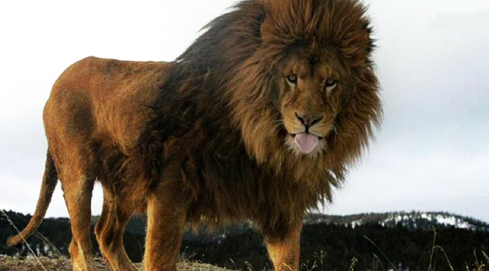 世界上最大的狮子,灭绝150年,如果还活着应该是万兽之王