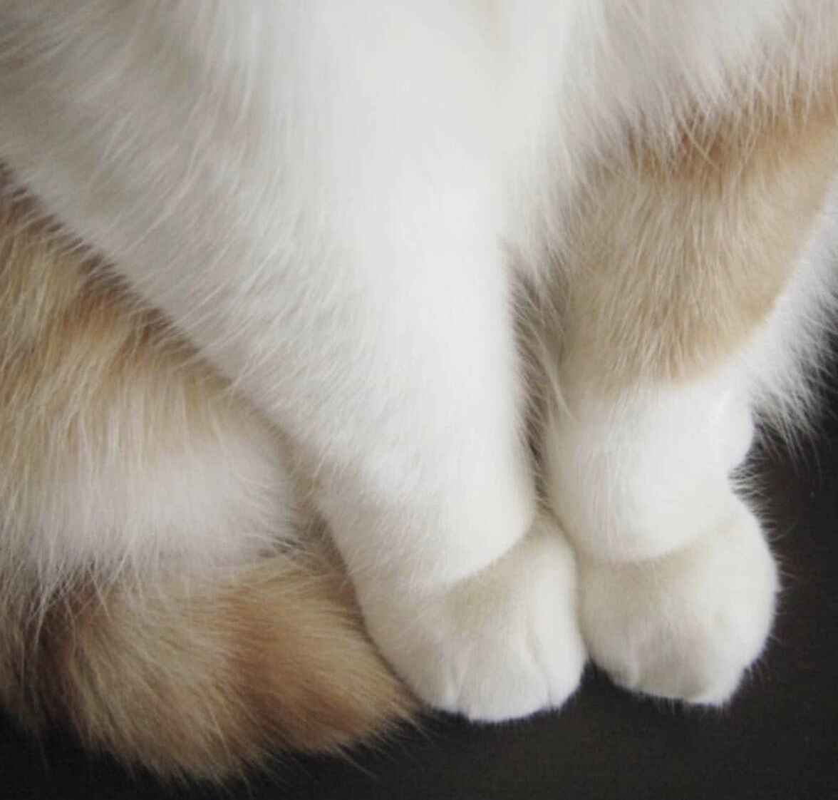 猫控绝对忍受不了的小jiojio 看着好想摸一哈